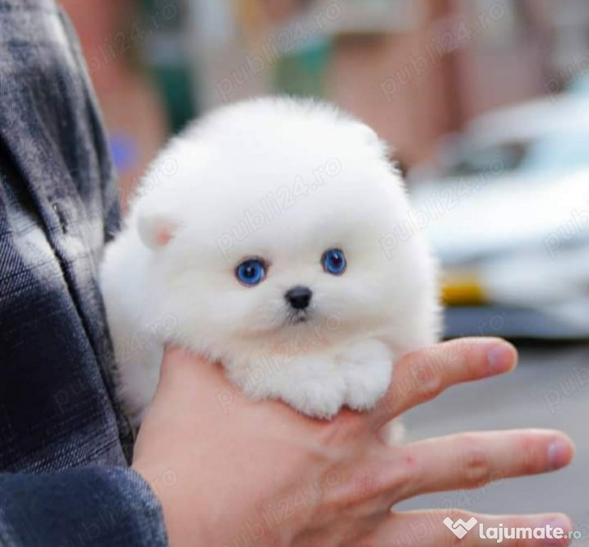 Pomeranian Ursuleț Asigur transport