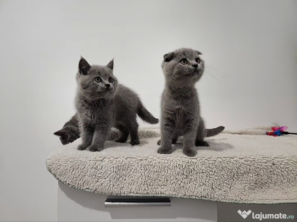 British shorthair si scottish fold