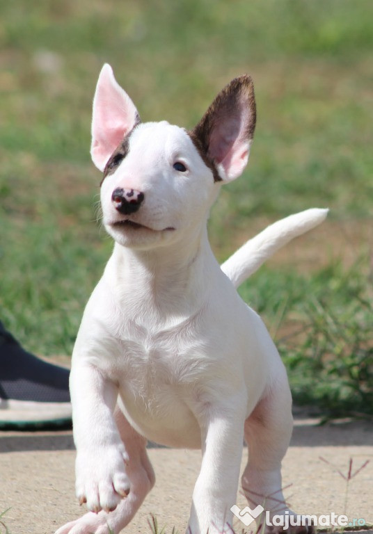 Câini Mini Bull Terrier