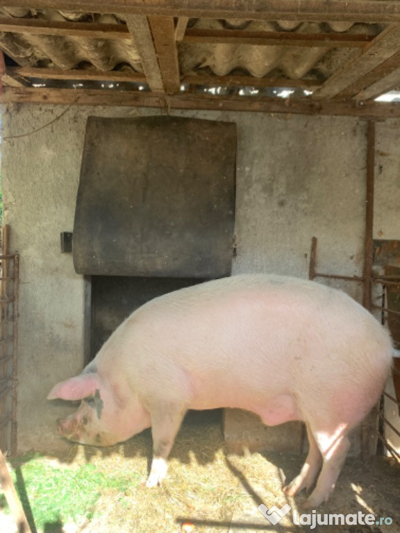 Porc aprox. 250kg