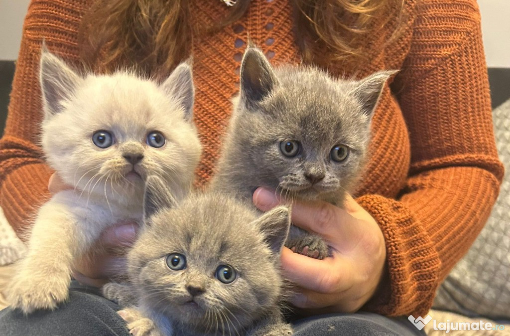 Pisici british shorthair