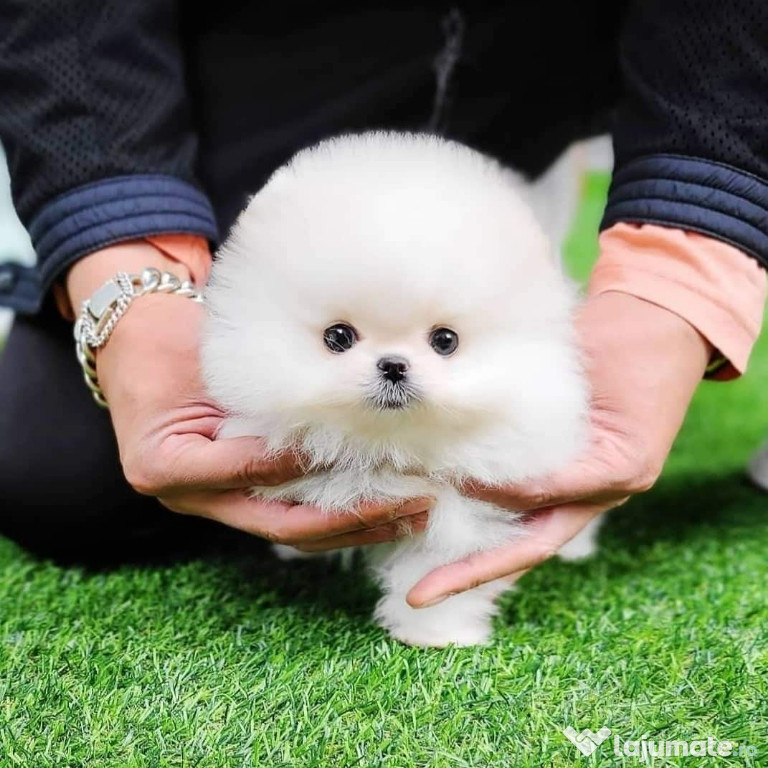 Pomeranian boo mini toy