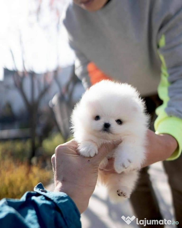 Pomeranian miniatura puppias