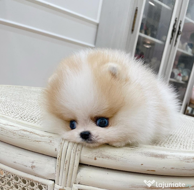 Pomeranian teeacup mini boo