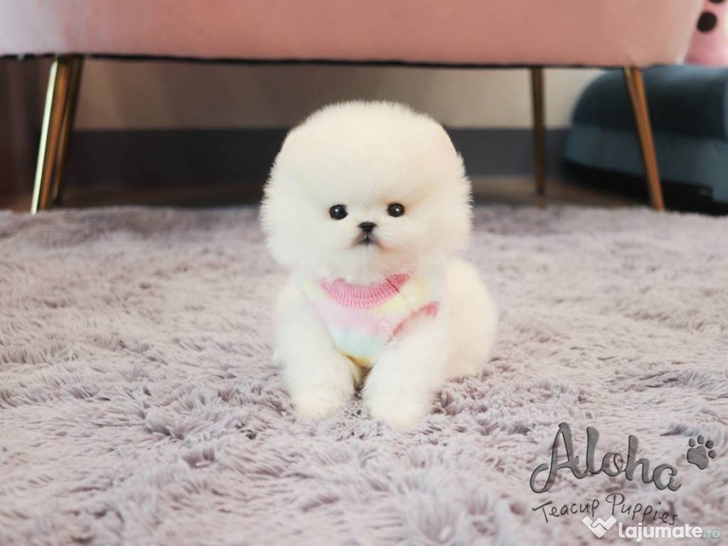 Pomeranian puppy teeacup mini boo