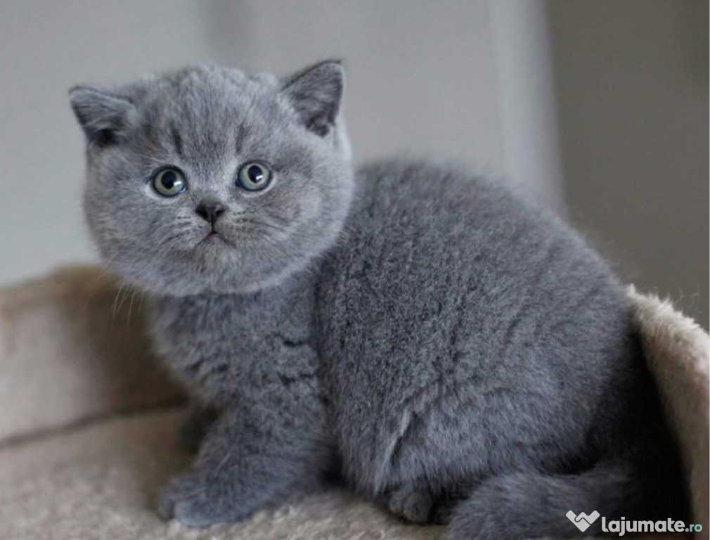 British Shorthair Blue