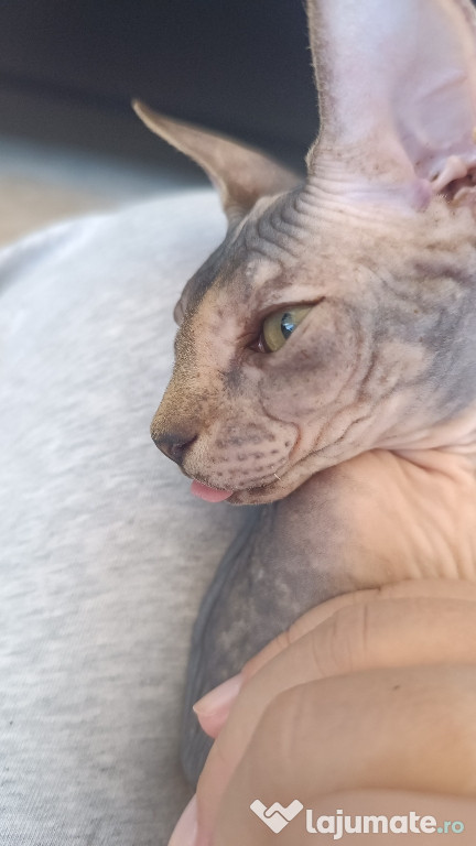 Fetiță Sphynx 5 luni sociabila și jucăușă