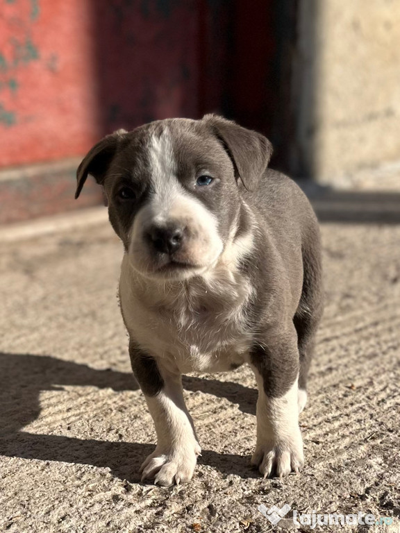 Pui Amstaff Blue