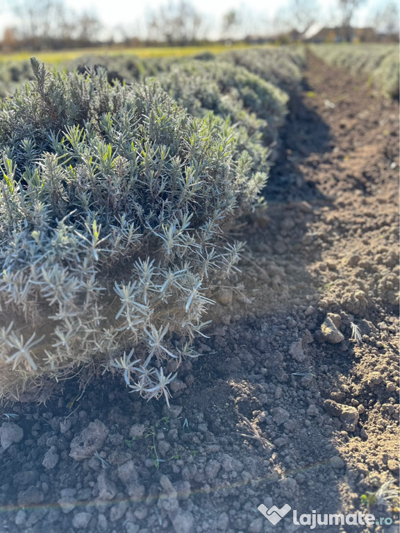 De vânzare tufe de Lavanda