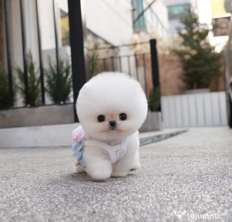 Pomeranian mini boo