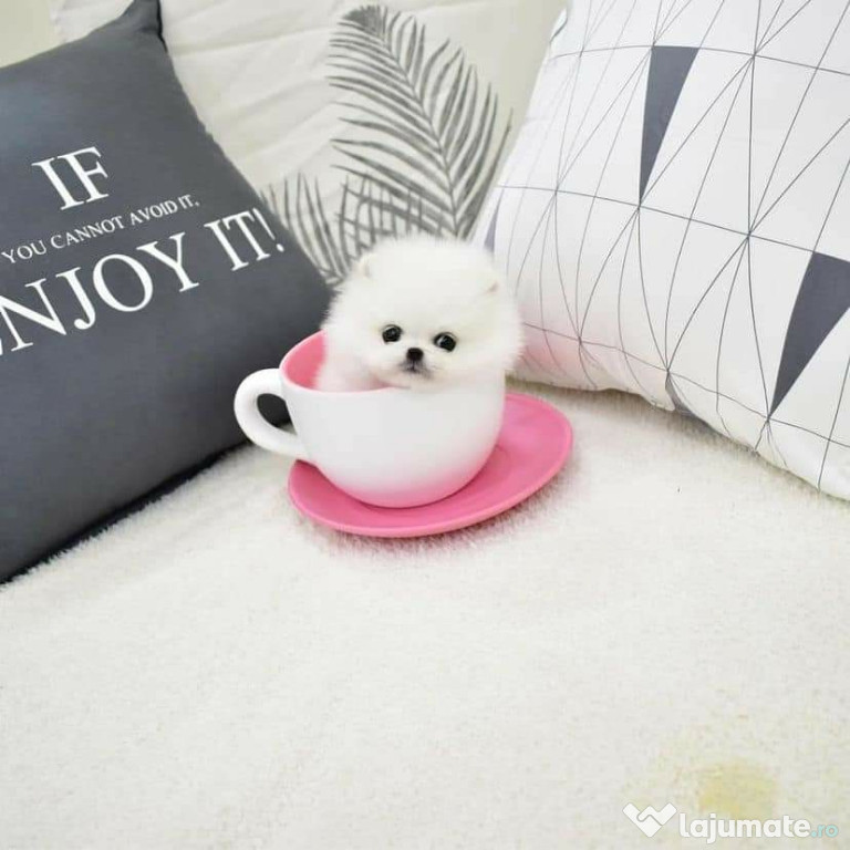 Pomeranian teeacup boo mini