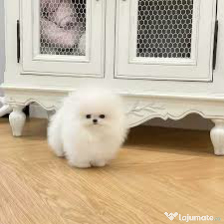 Pomeranian boo mini toy