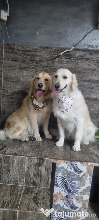 Frizerie canina Toby&Luna Brașov