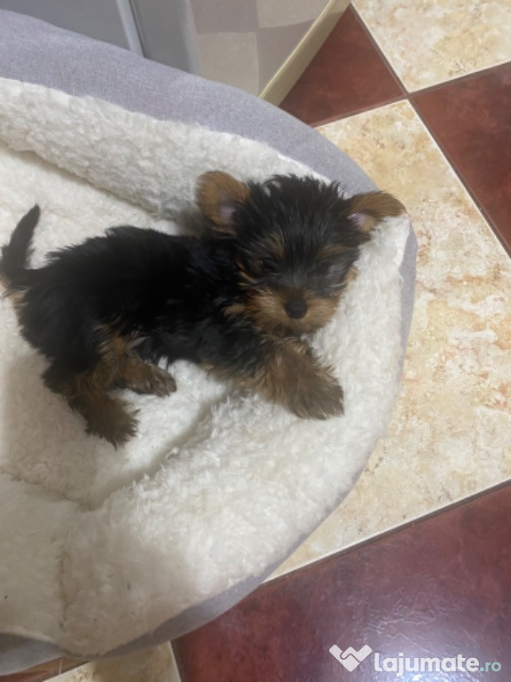 Yorkshire terrier mini toy