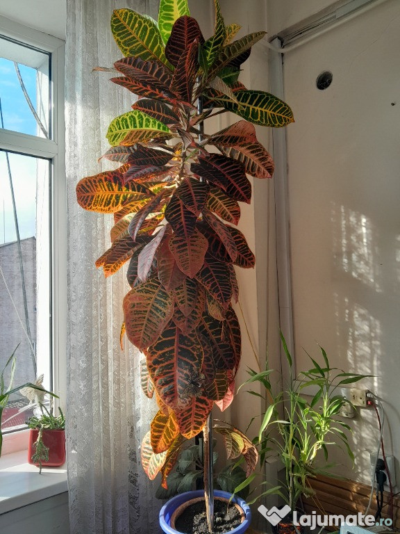 Croton, planta decorativa de interior