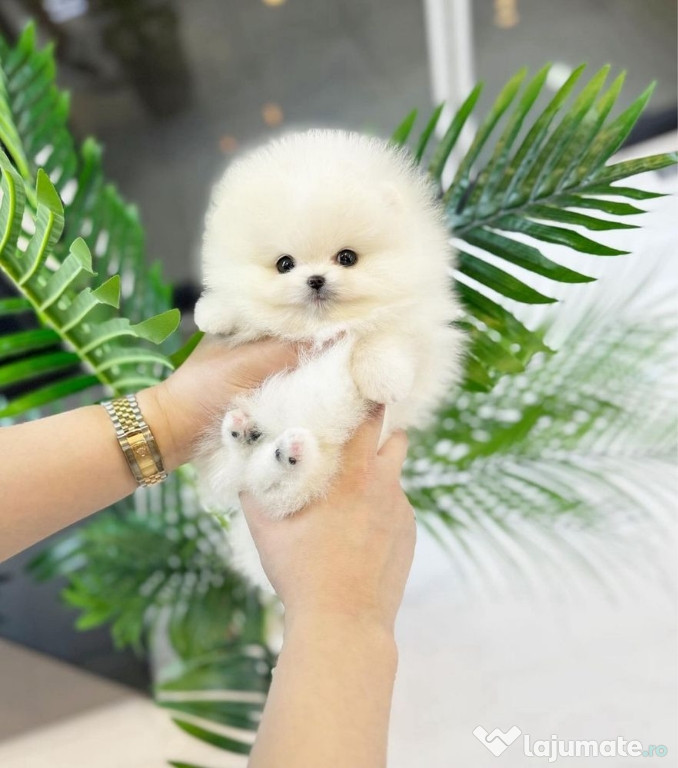 Pomeranian mini puppy