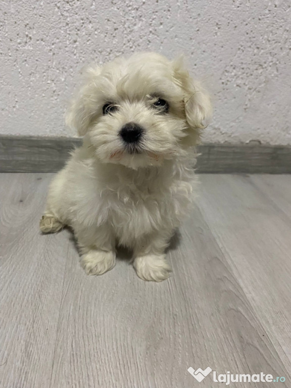 Bichon maltez jucausi