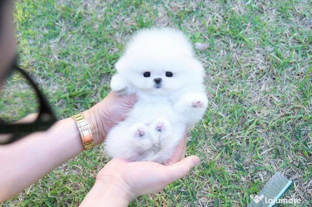 Pomeranian teeacup mini toy