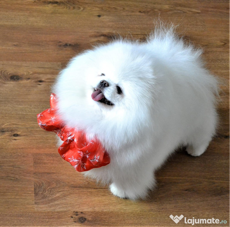 Pomeranian Korea ( Chao Li Ya ) Bear cu Pedigree fci