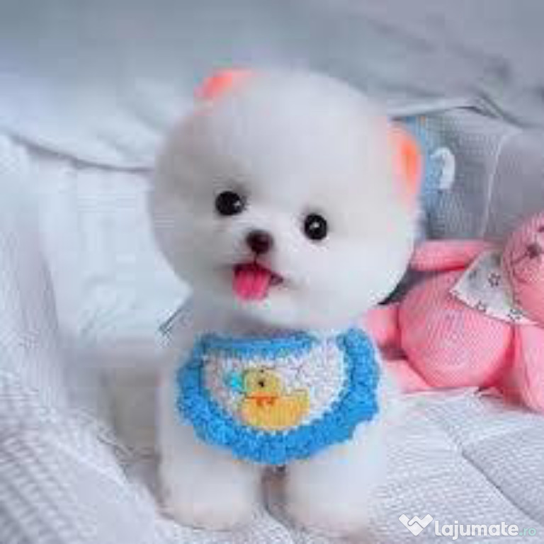 Pomeranian ursuleț mini boo