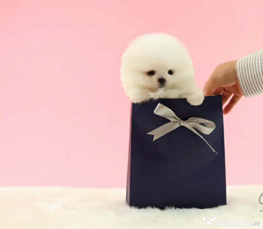 Pomeranian mini boo exemple superbe