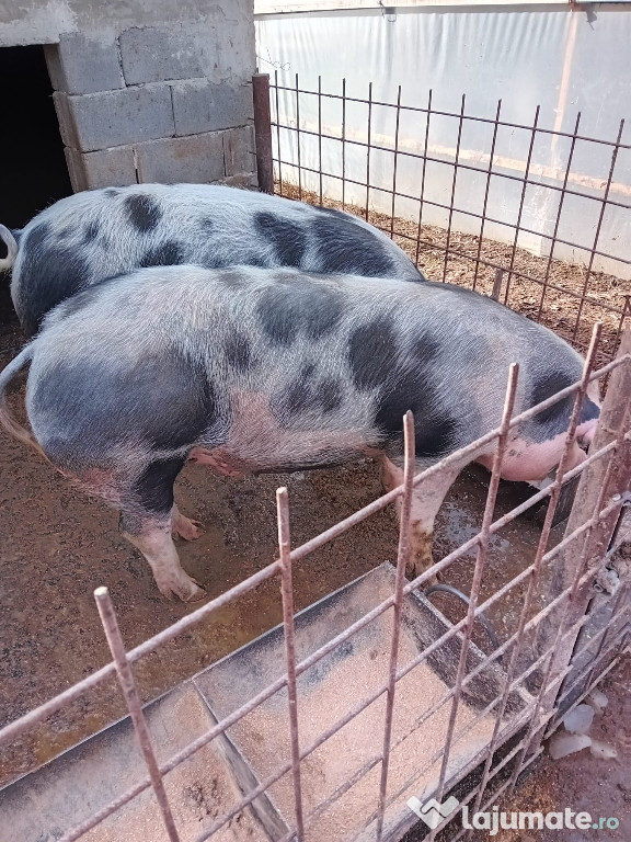 Vând porci pentru craciun