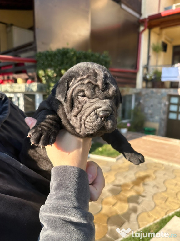 Pui Shar Pei 5 săptămâni