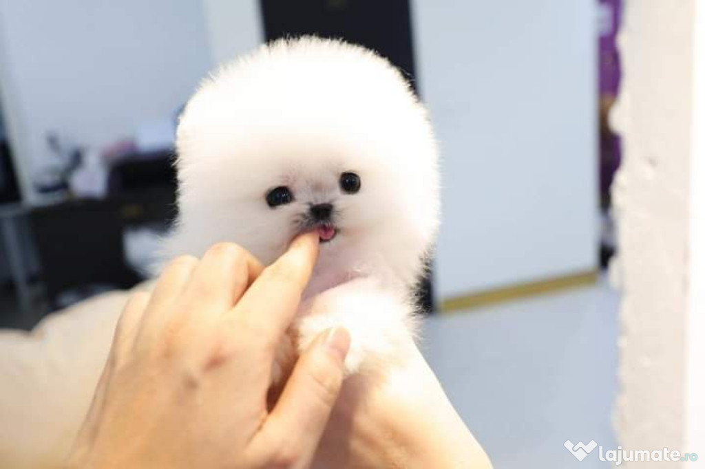 Pomeranian mini teacup boo