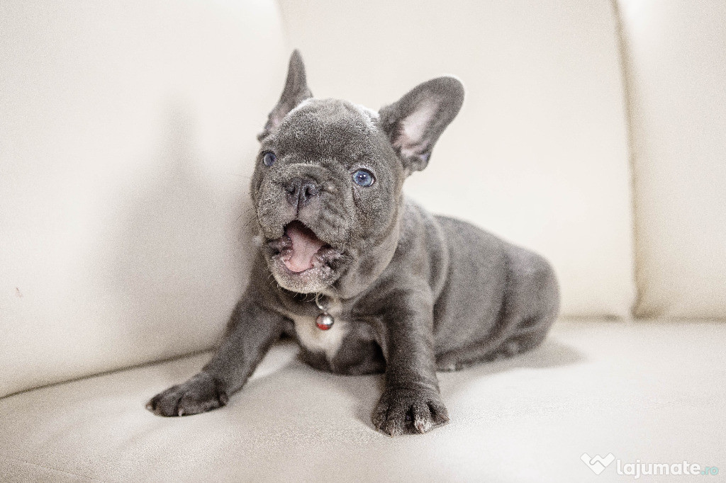 Bulldog Francez - blue cu ochii albastri - Transport in tara