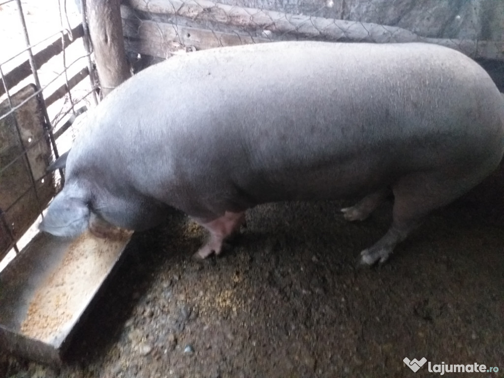 Porci crescuti naturarl cu cereale propri