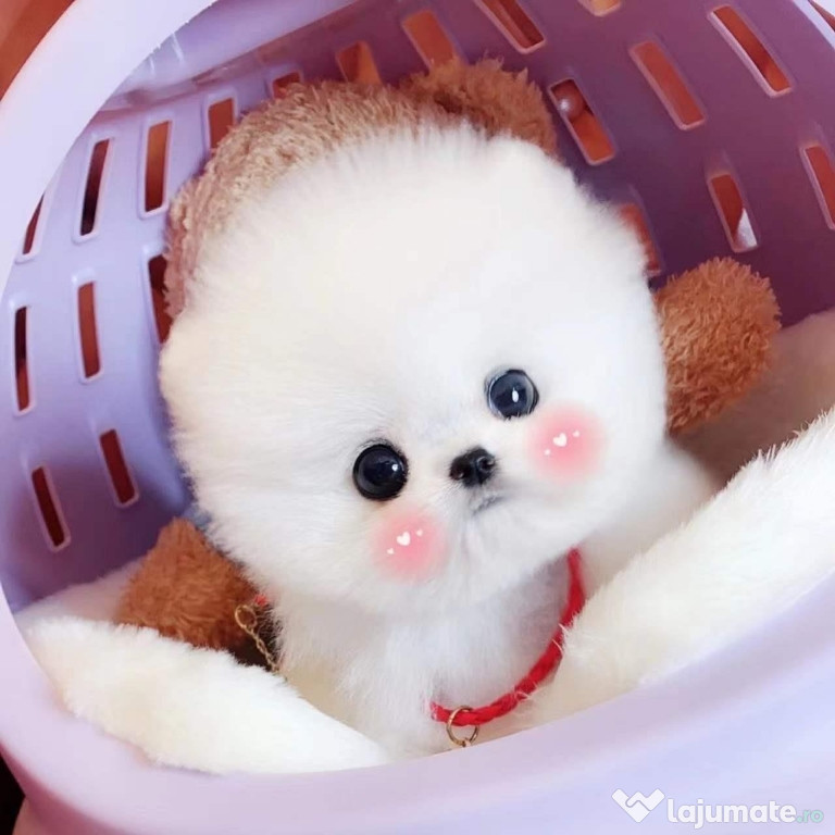 Pomeranian mini teacup