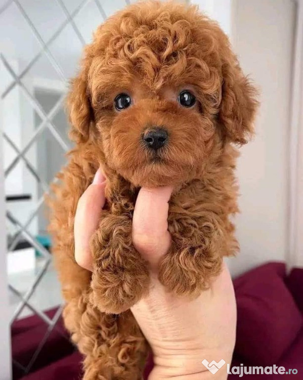 Toy poodle ,vaccine,pasaport