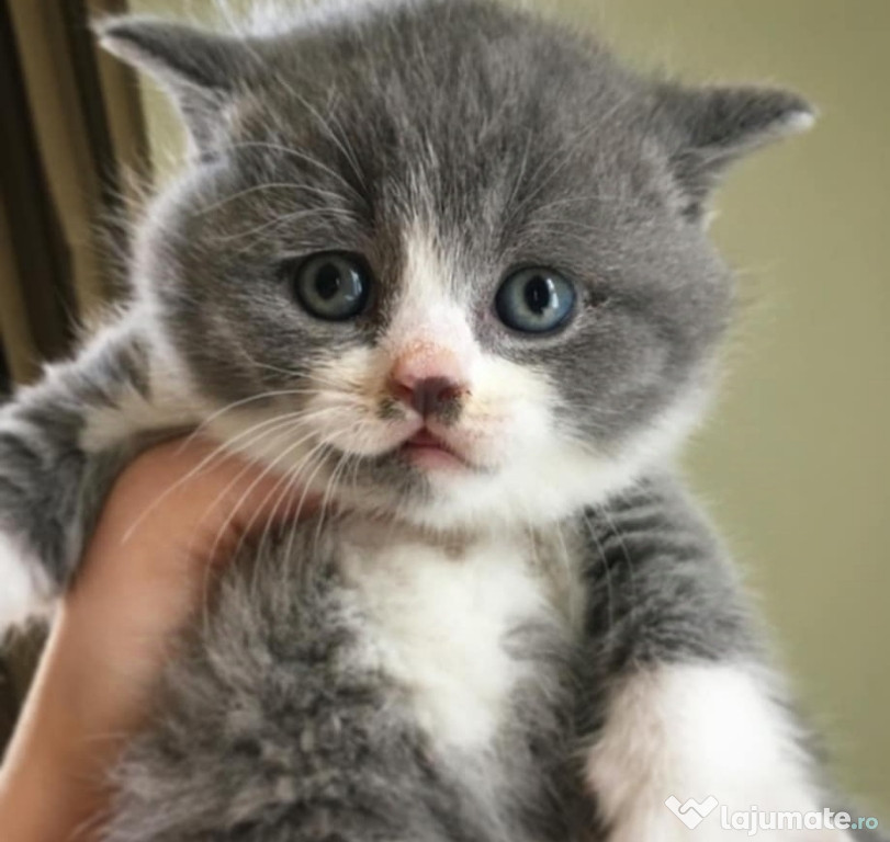 British Shorthair color