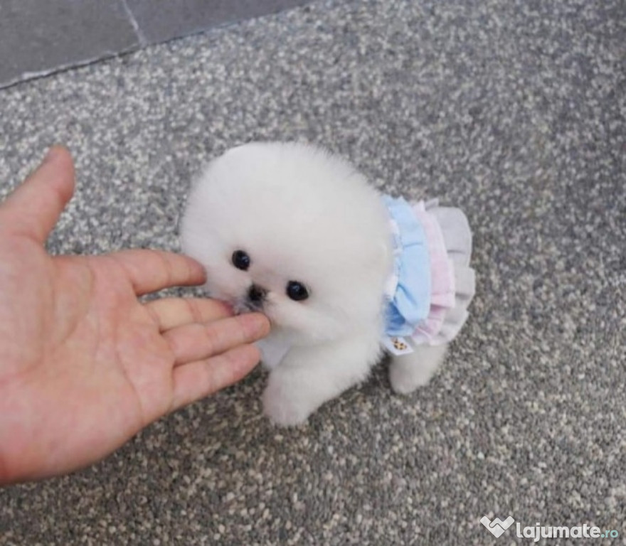 Pomeranian mini puppy Boo asigur transportul