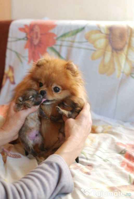 Pui pomeranian orange,super calitate.