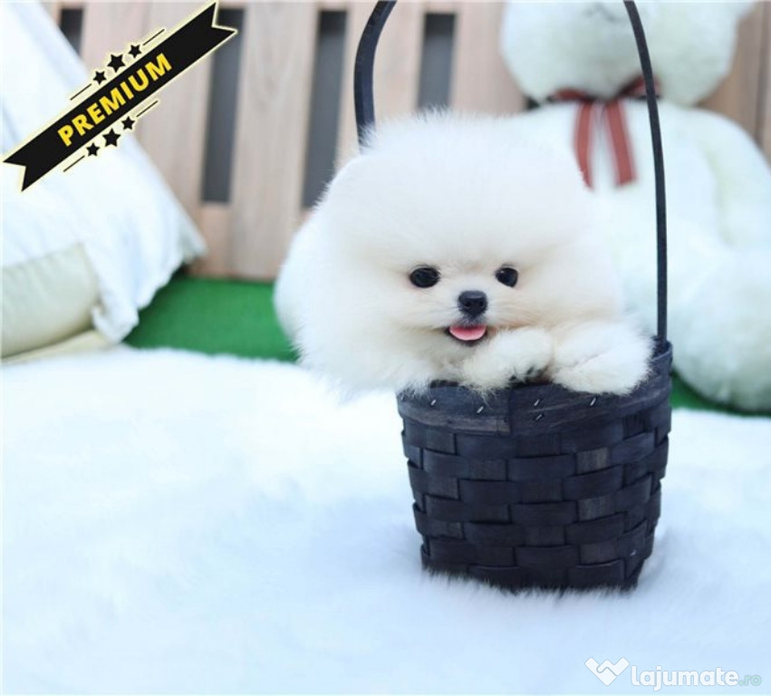 Pomeranian mini de buzunar cadoul perfect de sărbători