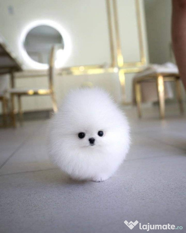 Pomeranian boo teacup