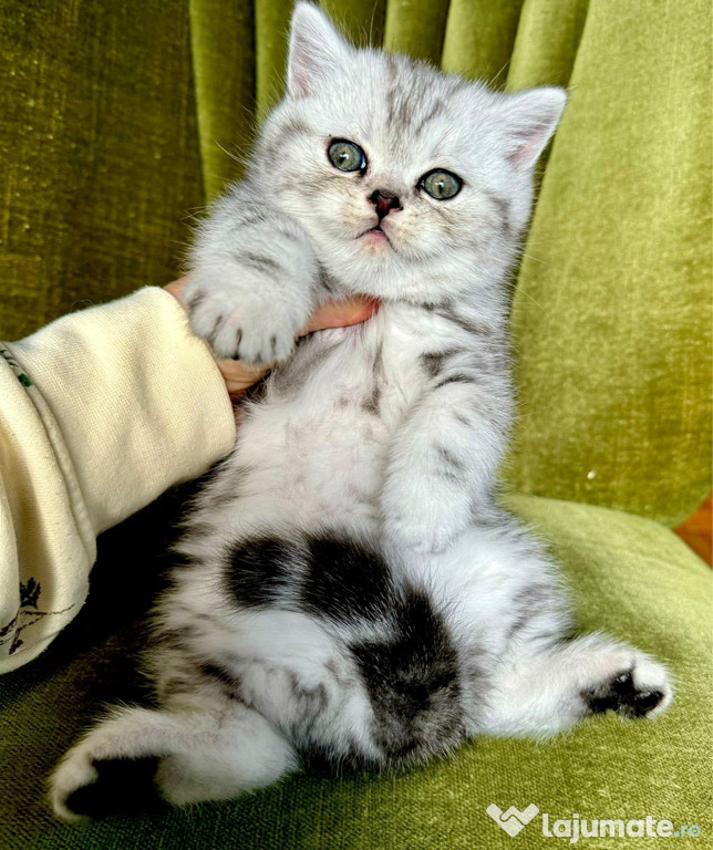 British shorthair chinchilla