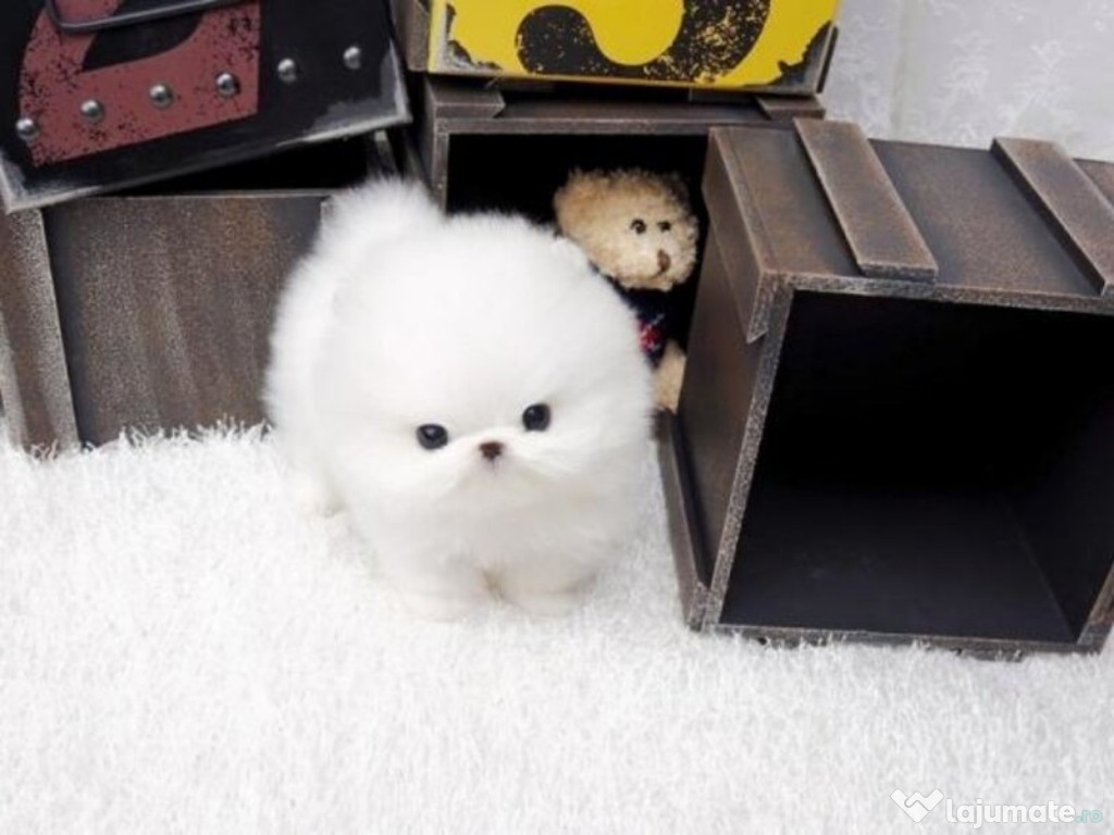 Pomeranian asigur transport puppy mini boo