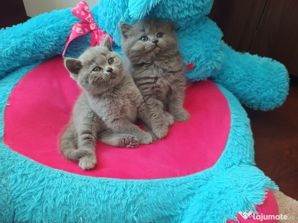 2 pui jucăuși de pisică British Shorthair, cadoul perfect de sărbători