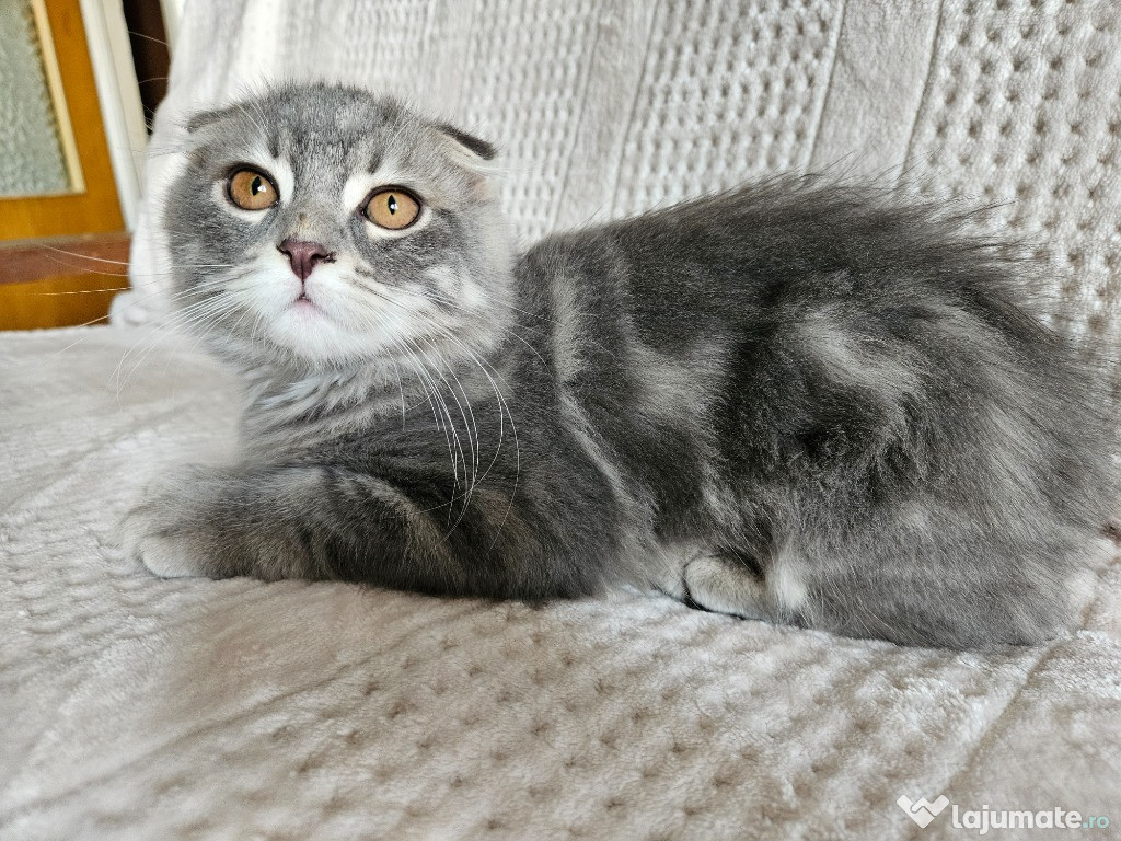 Scottish fold silver tabby vaccinat, cu carnetel