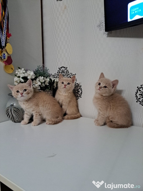 British shorthair pisoiași