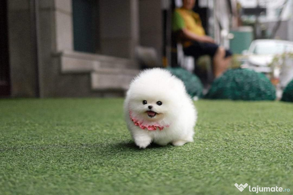 Pomeranian mini toy Ursuleț!Asigur transport!