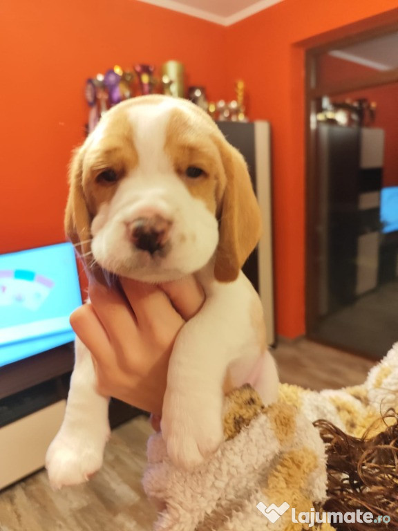 Pui beagle cu pedigree