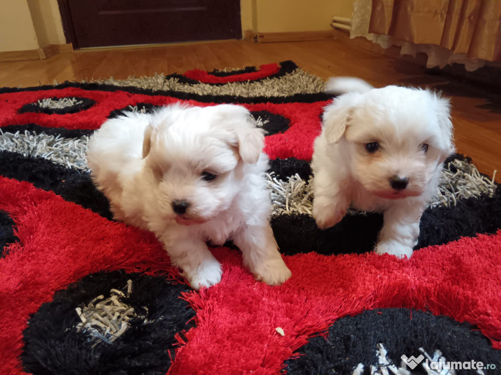 Bichon maltez alb minii toy