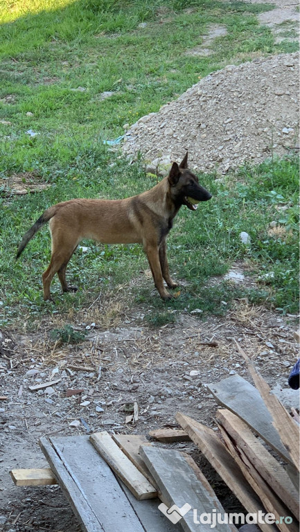 Cand Catelusa ciobanesc belgian malinois