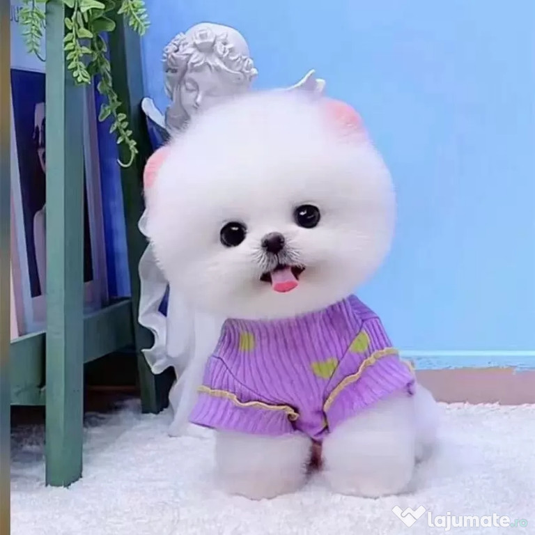 Pomeranian Ursuleț Boo