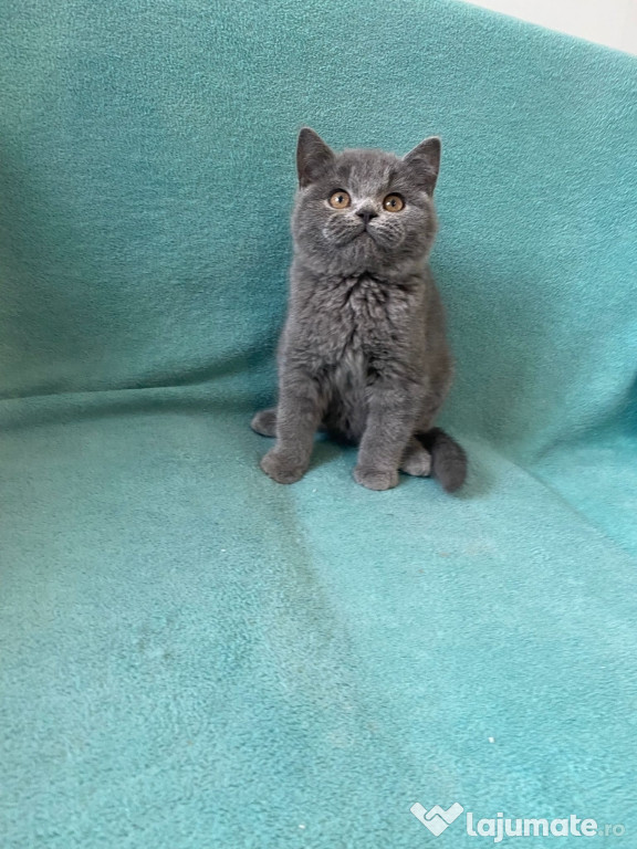 British shorthair băiețel