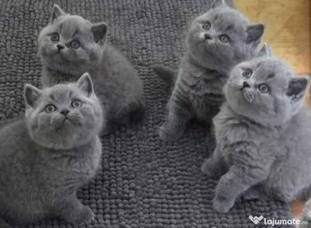 British shorthair