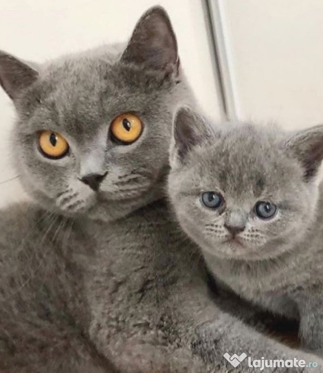 British shorthair